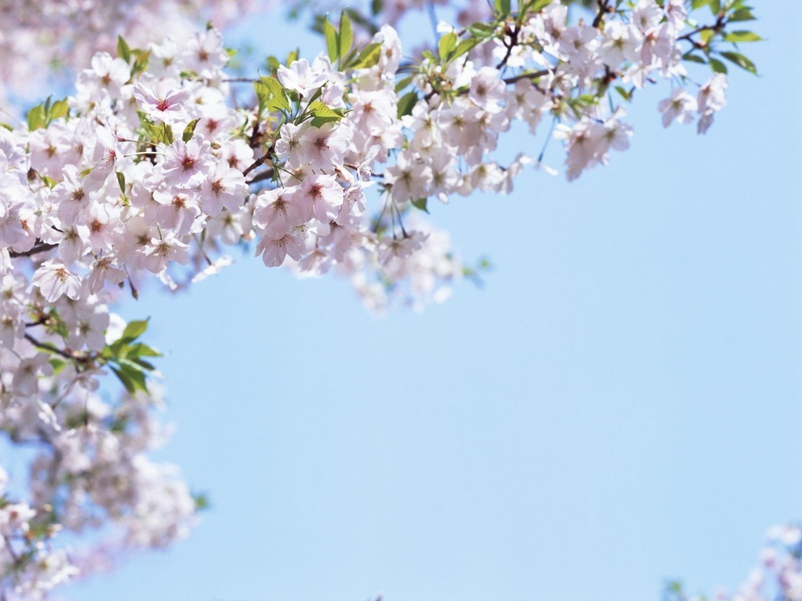 ветка в цвету весенние запахи цветы размытость фокус голубое небо небо весна