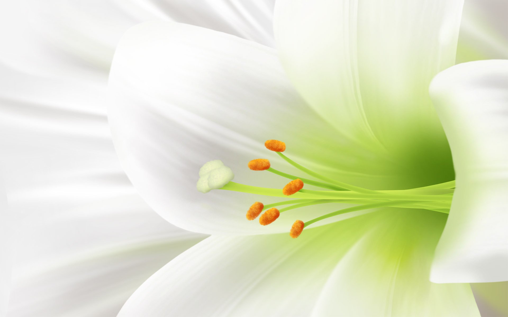 белая лилия цветы нежность чистота макро