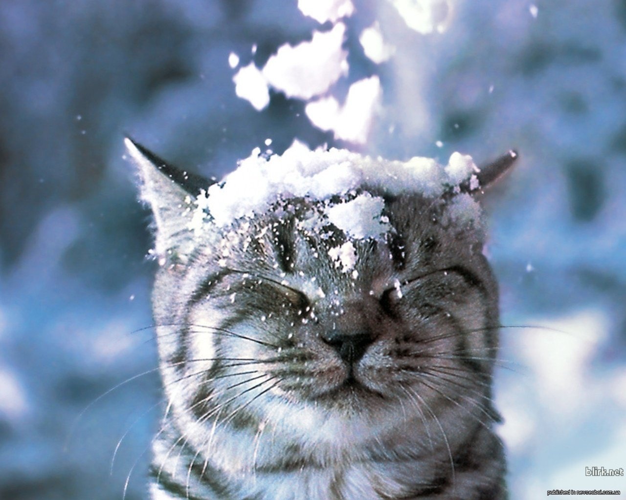 зима кот снег