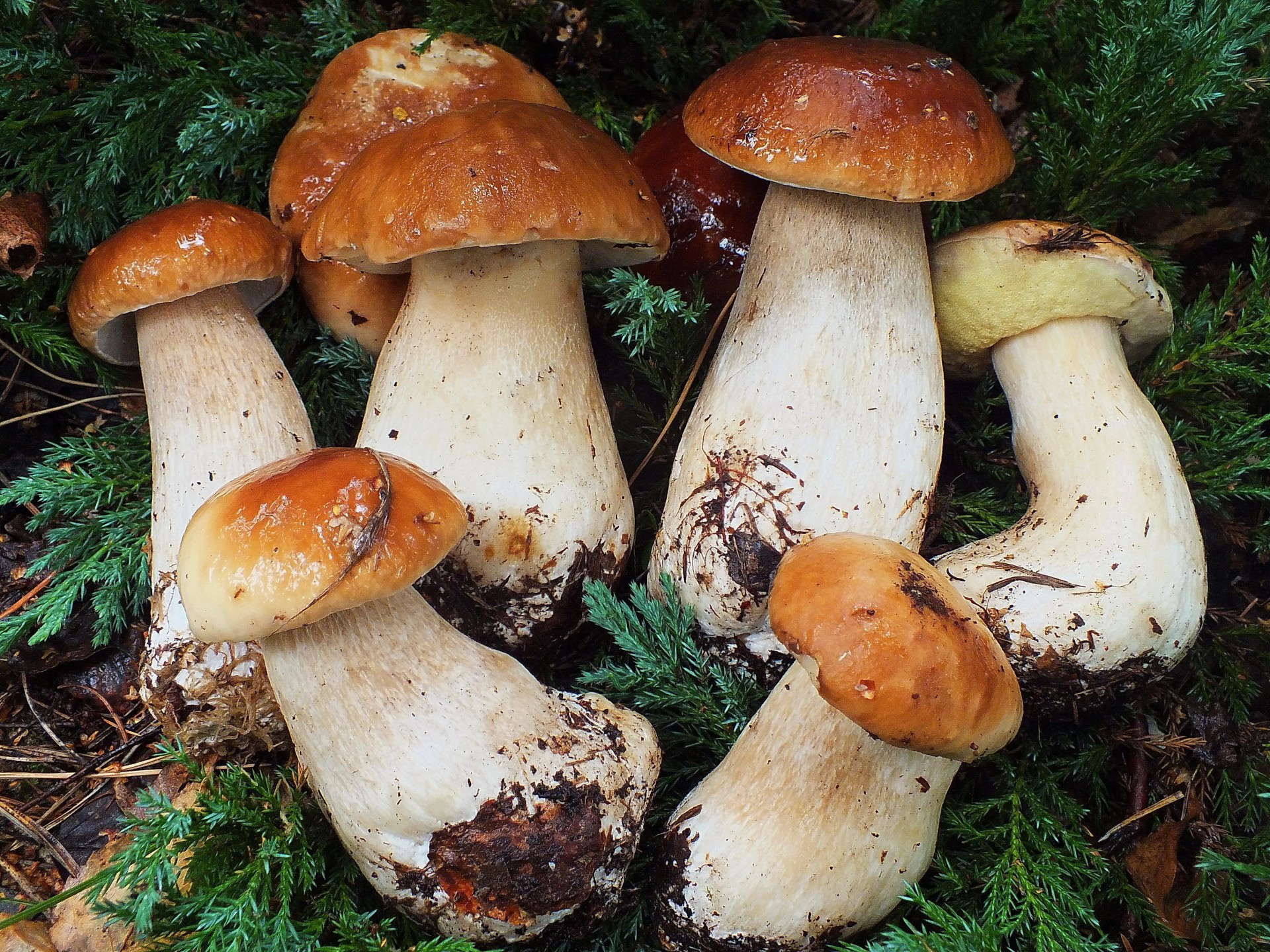 много грибы лес белый