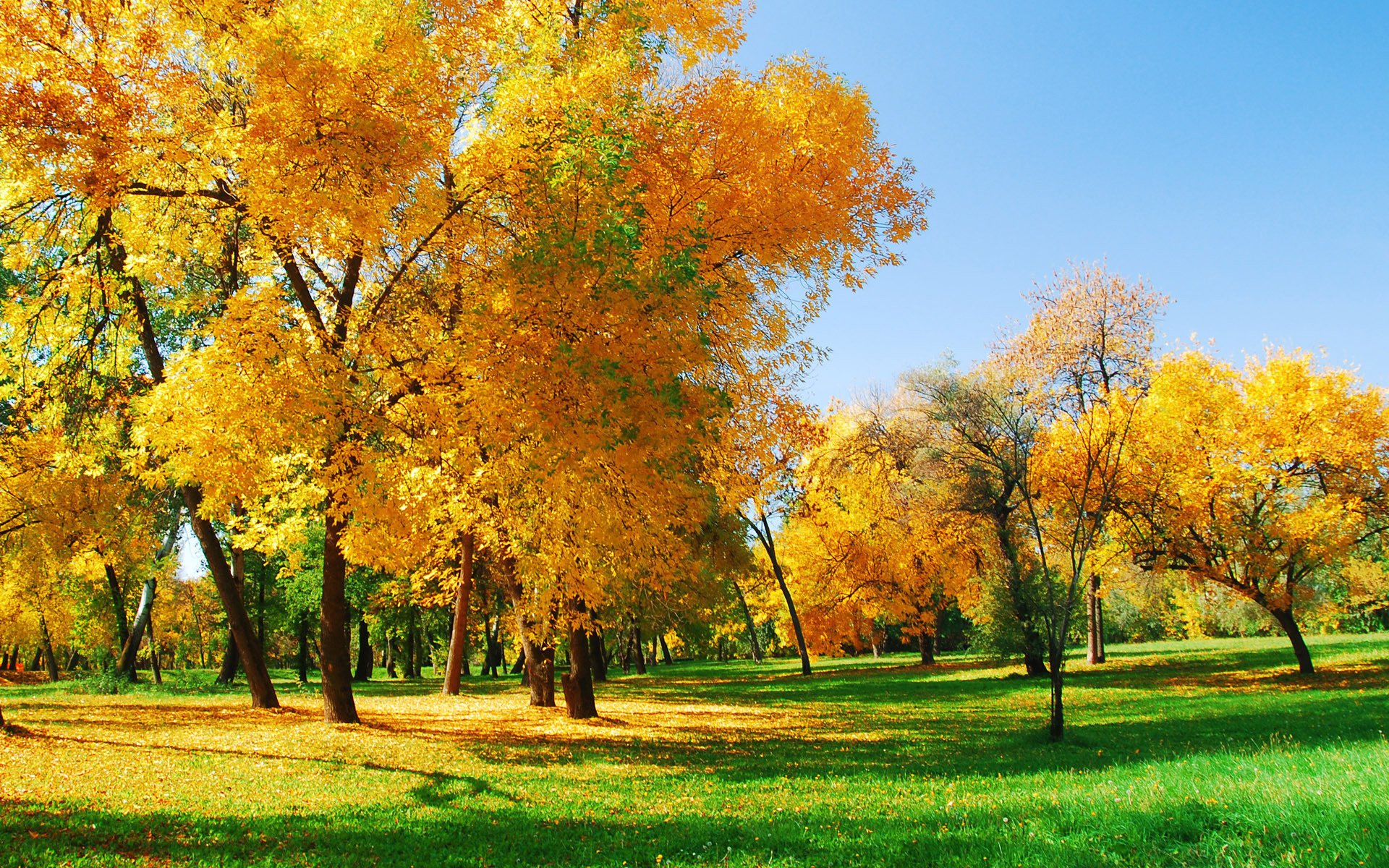 природа лес солнечный свет осень деревья