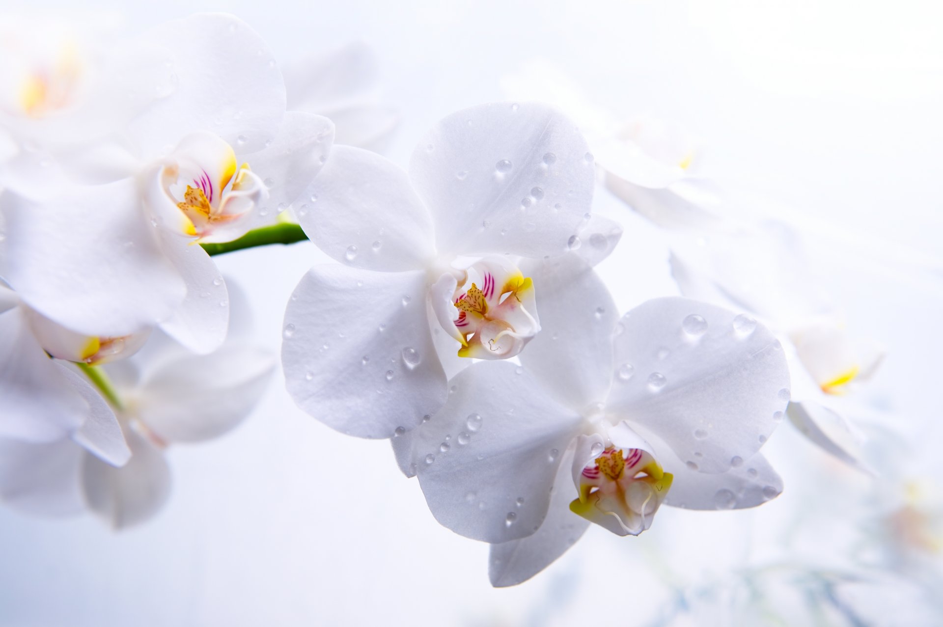 орхидеи фаленопсис цветы белые стебель лепестки