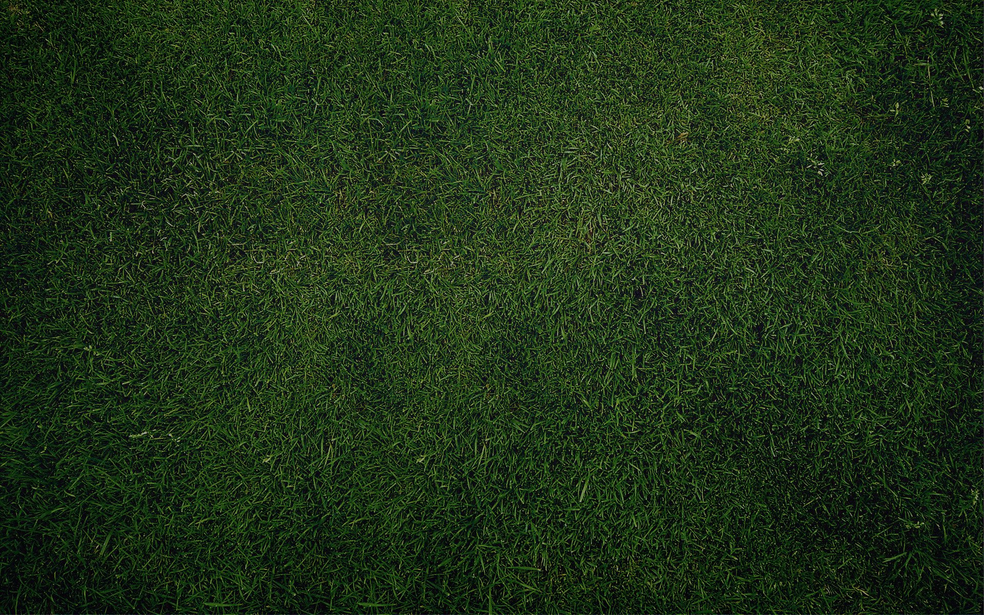 текстура газон трава зелень зеленый обои