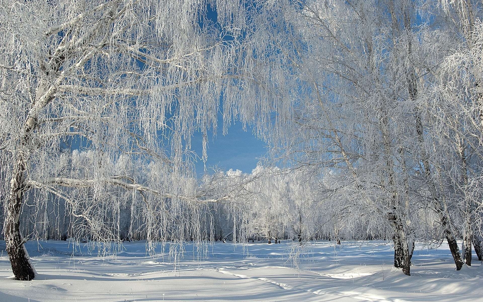 зима снег иней лес