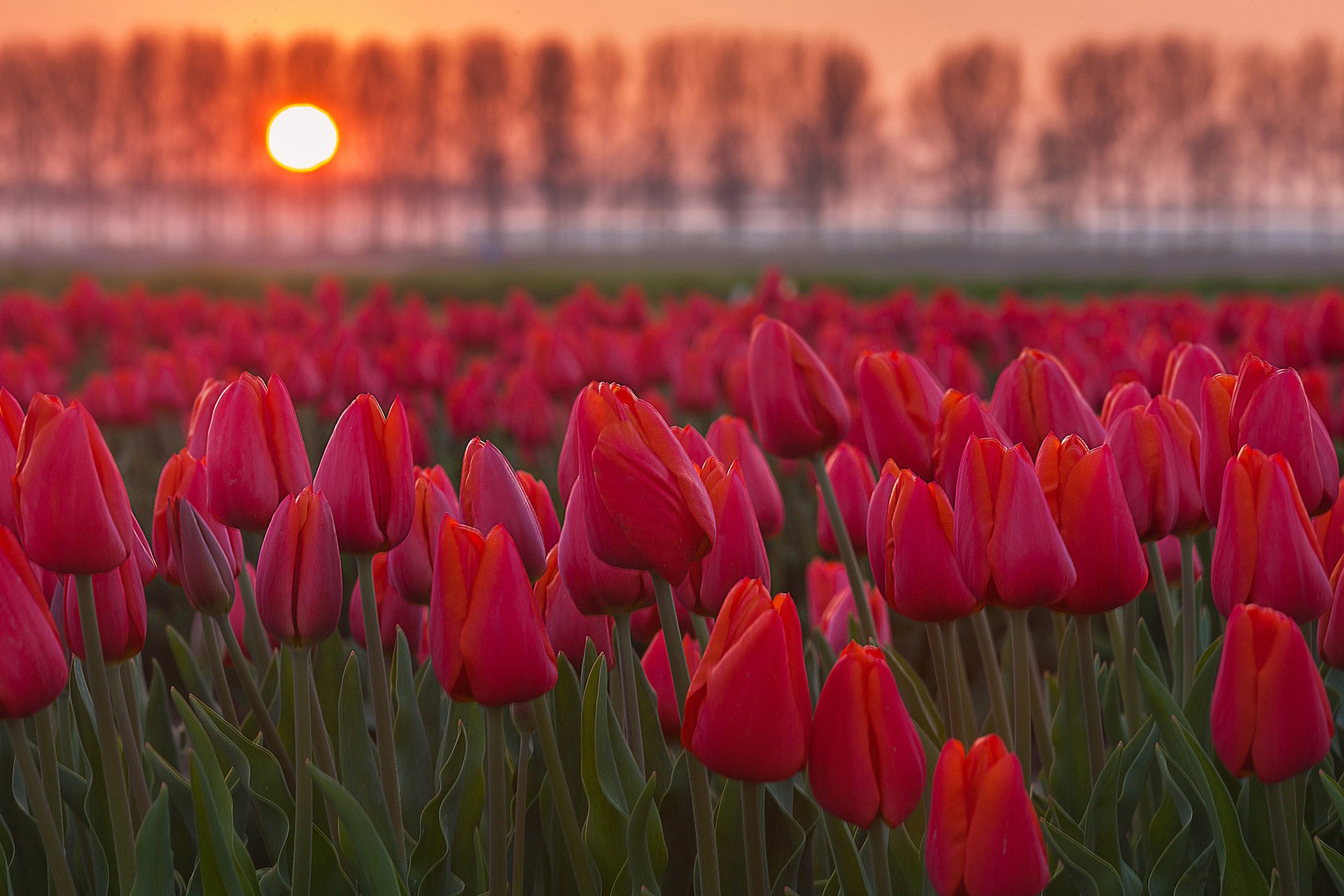 цветы тюльпаны поле солнце закат