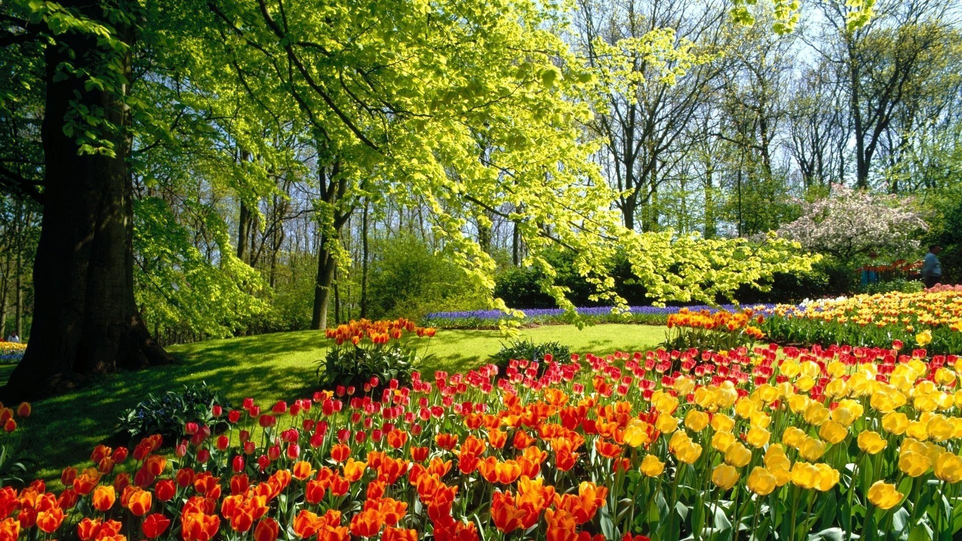 кекенхоф сады тюльпаны голландия
