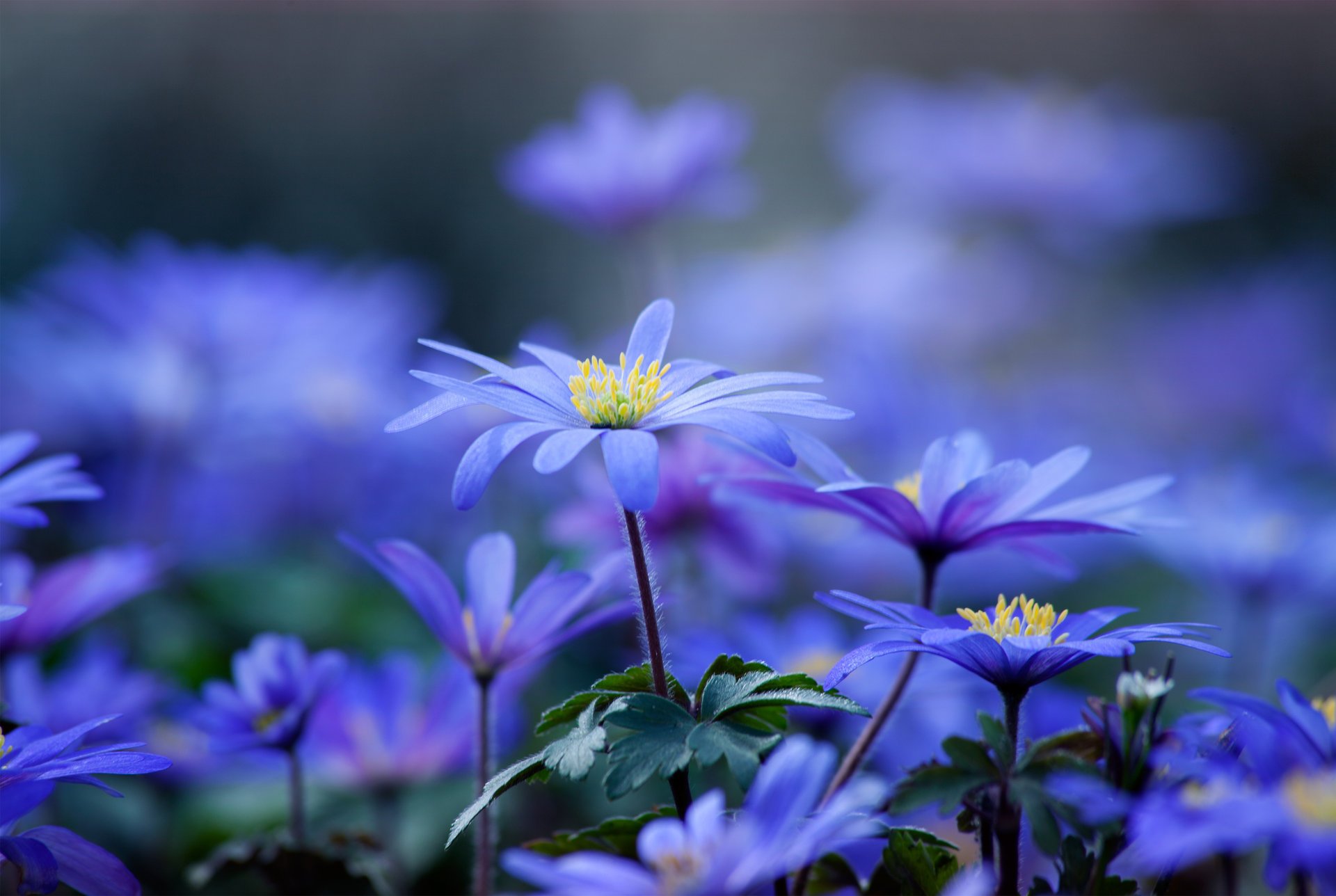цветы синие лепестки стебель