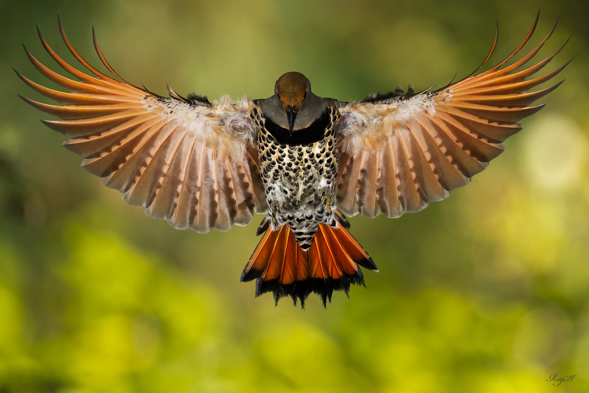 Птицы с раскрытыми крыльями красивые фото и картинки