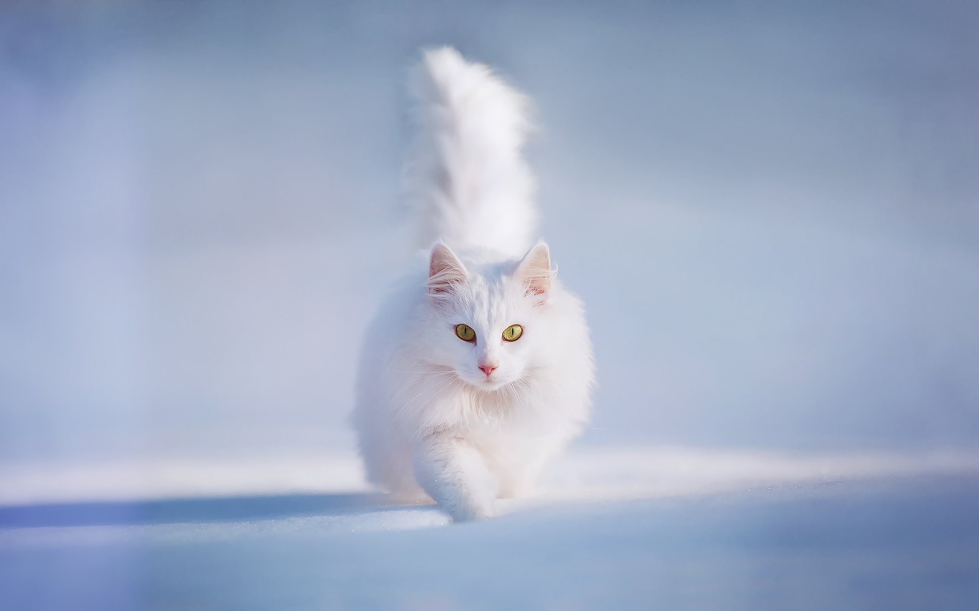 кот кошка котэша белый и пушистый жёлтые глаза снег