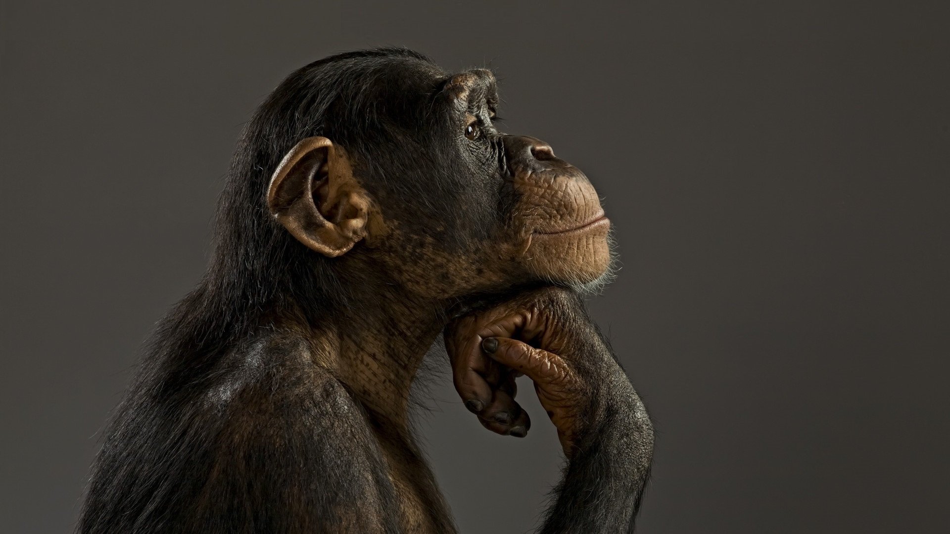 обезьяна шимпанзе модель настроение