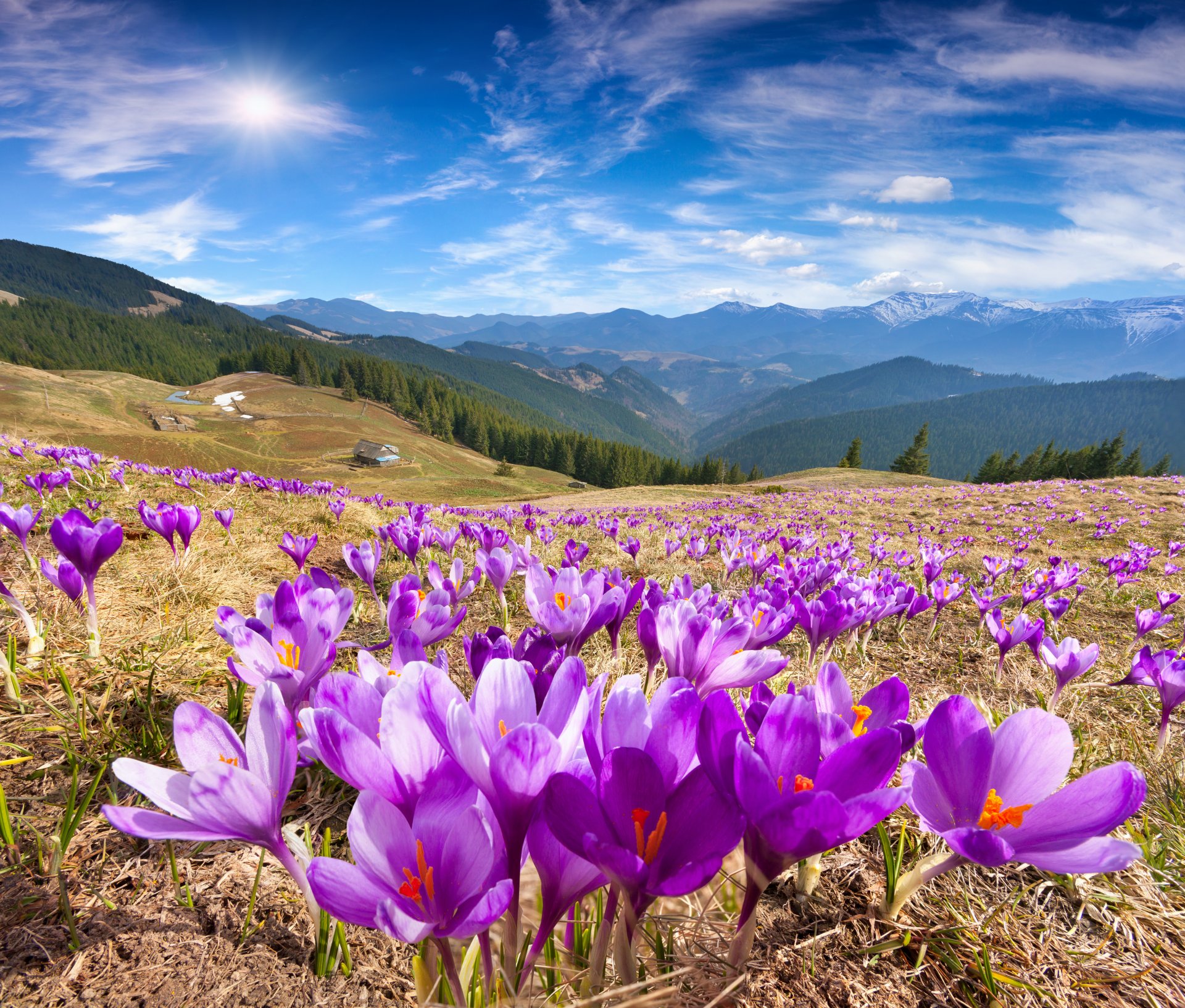природа пейзаж горы весна луга цветы крокусы небо солнце