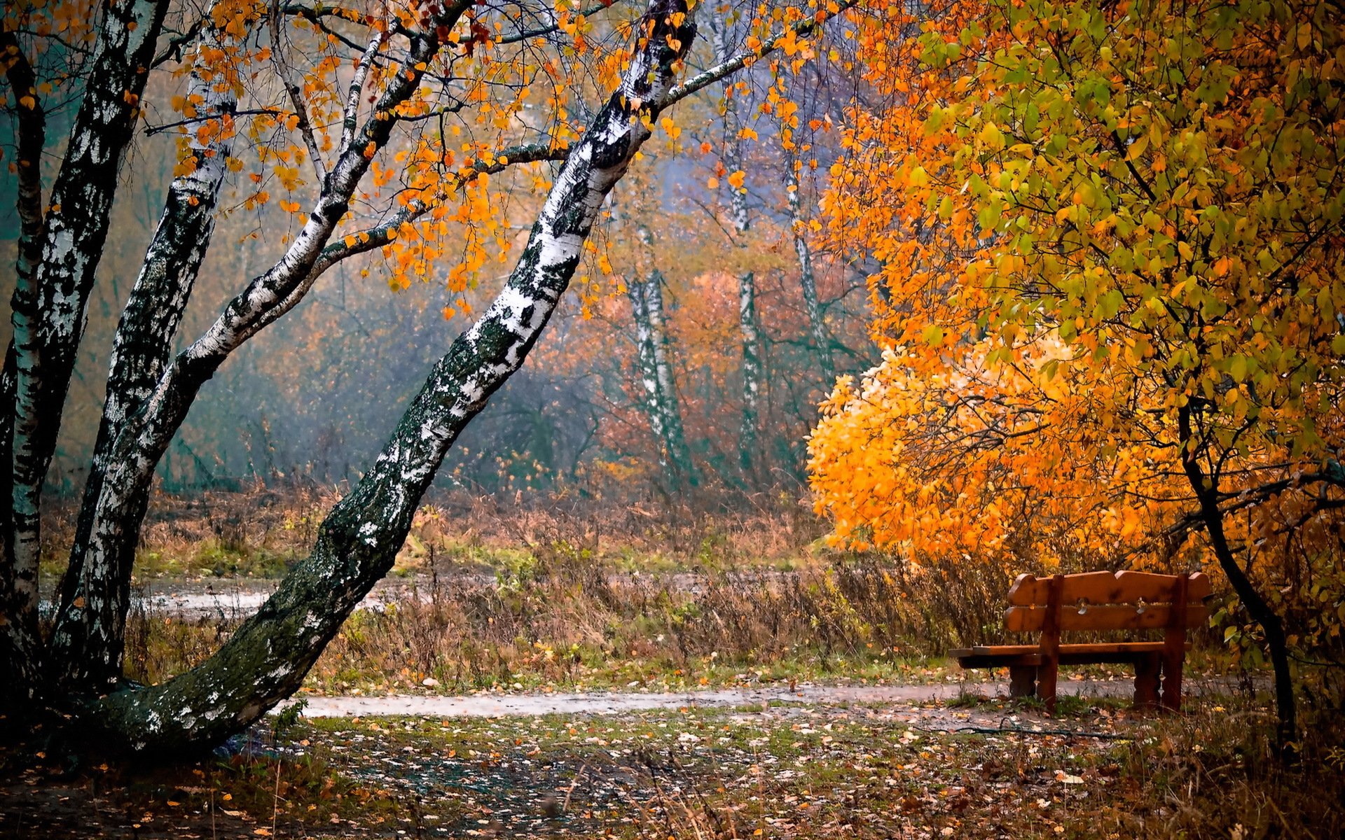 Осенний Лес Дождливый Картинки Красивые