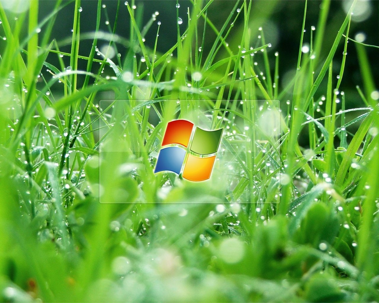 erba windows gocce d acqua emblemi loghi rugiada acqua gocce terra natura