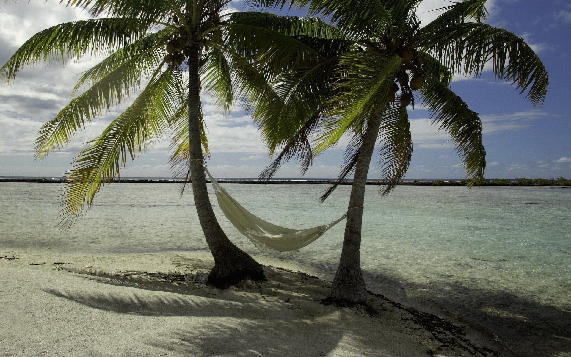 a couple of palm trees coolness in the shade shade sea breeze beach sand palm trees hammock vacation vacation resort horizon clouds nature landscape summer heat heat shore