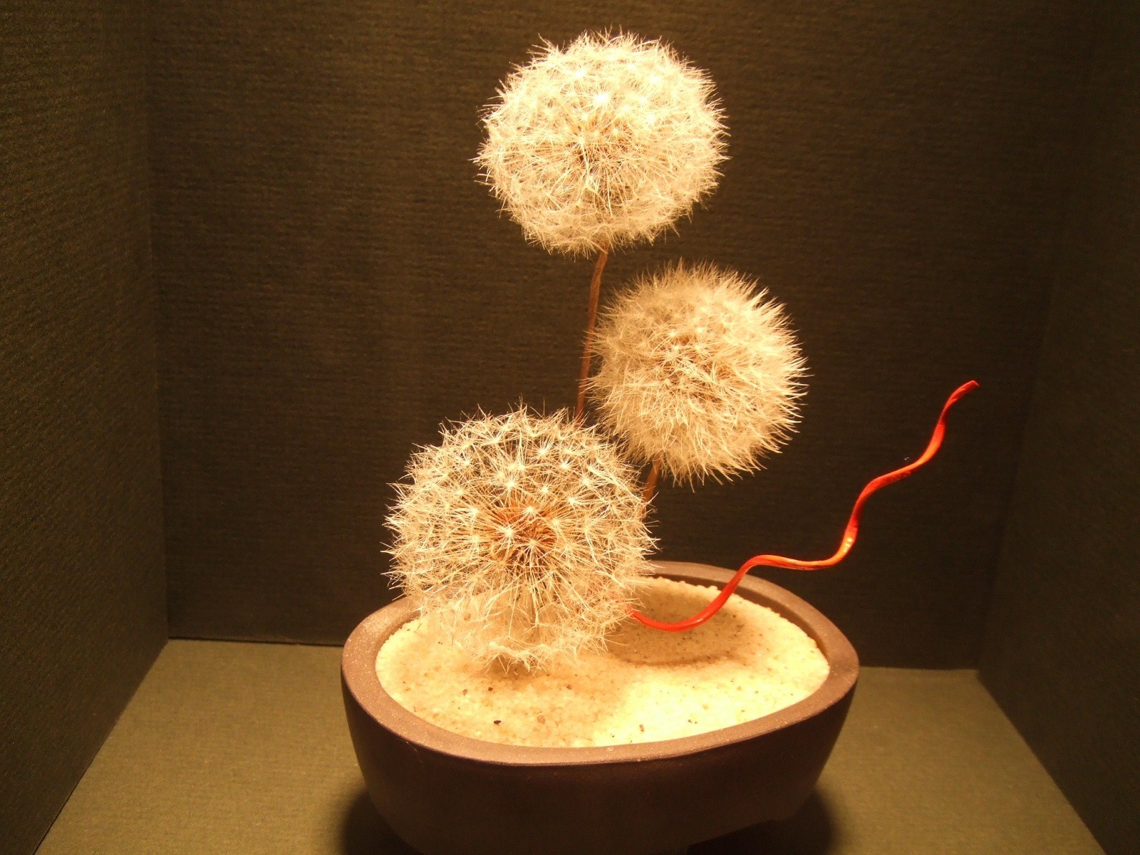 flower dandelion sand close up image