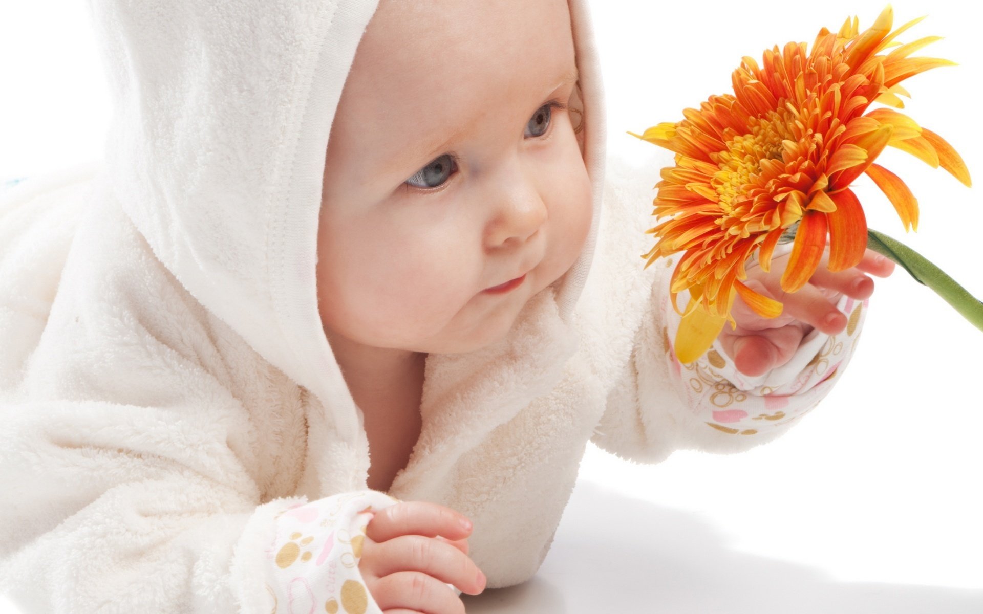 orange flower flowers baby study portrait look eyes face gerbera flower fragrance smell baby toddler child fidget