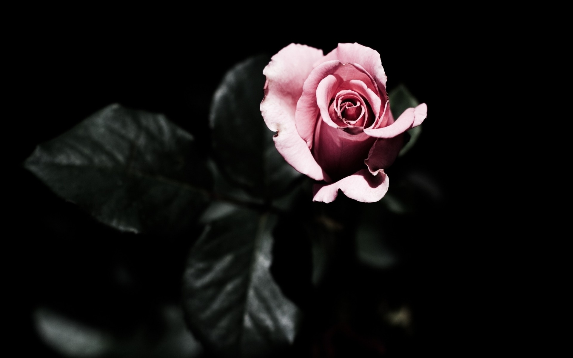 rose fond noir