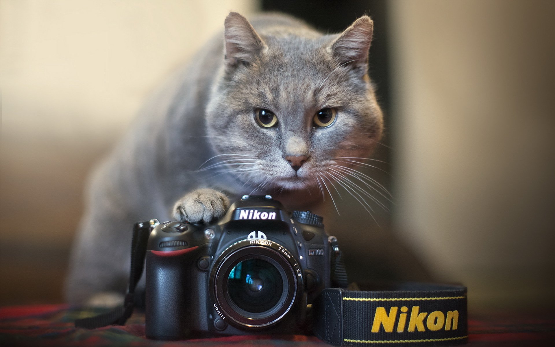 the camera nikon cat