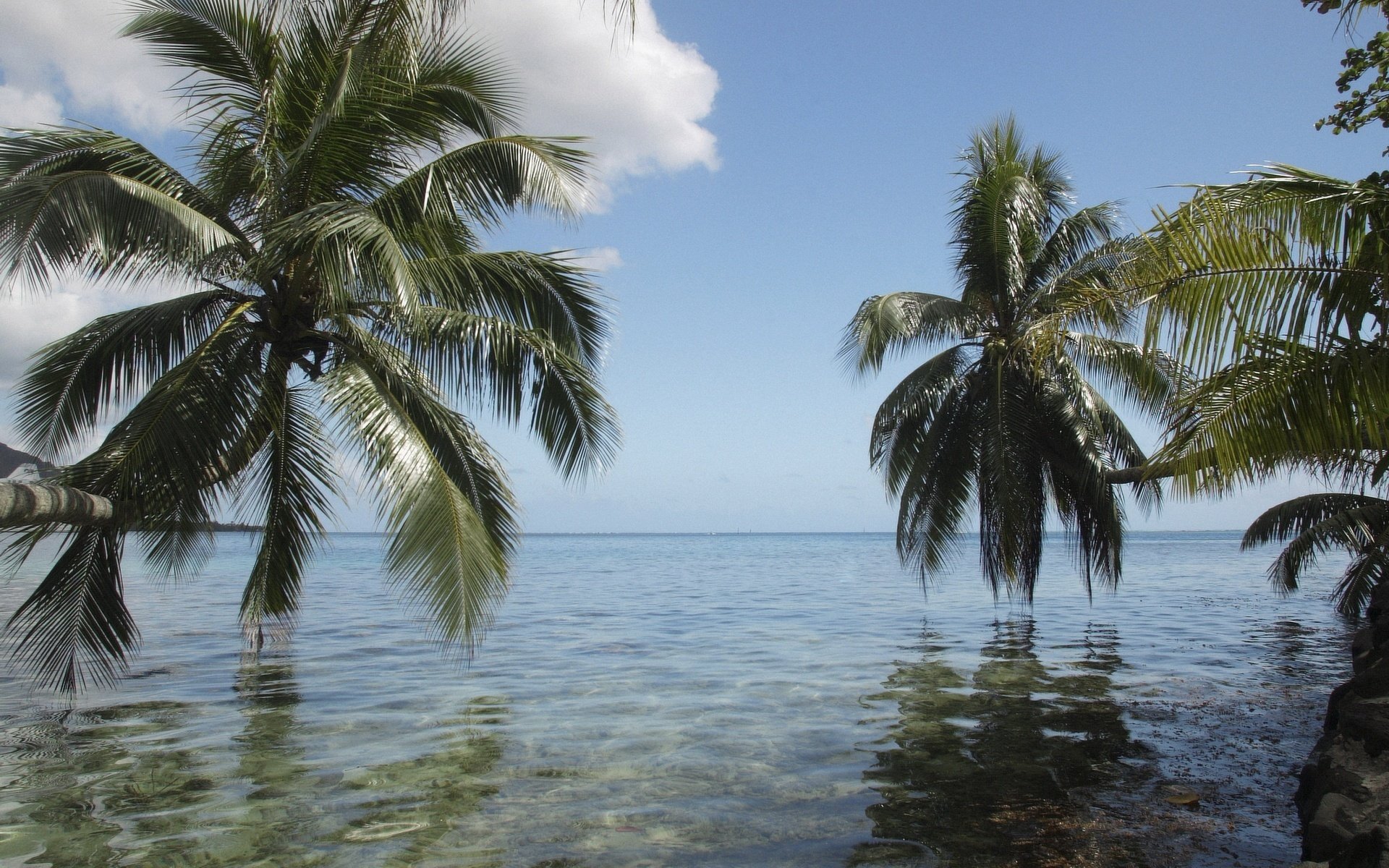 palm branches the sun s rays white clouds water the sky palm trees tropics islands horizon the ocean sea palm tree over water nature landscape