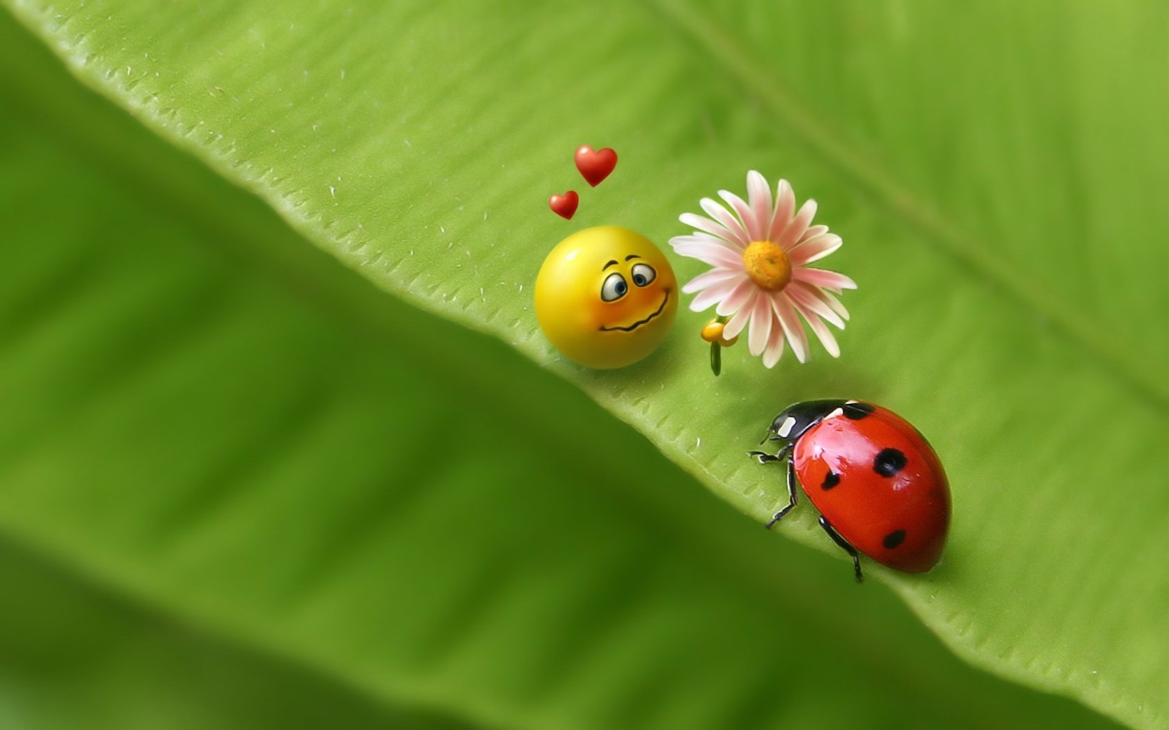 romantic picture everyone is submissive to love heart flower ladybug flower feelings smiley face leaf love 3d