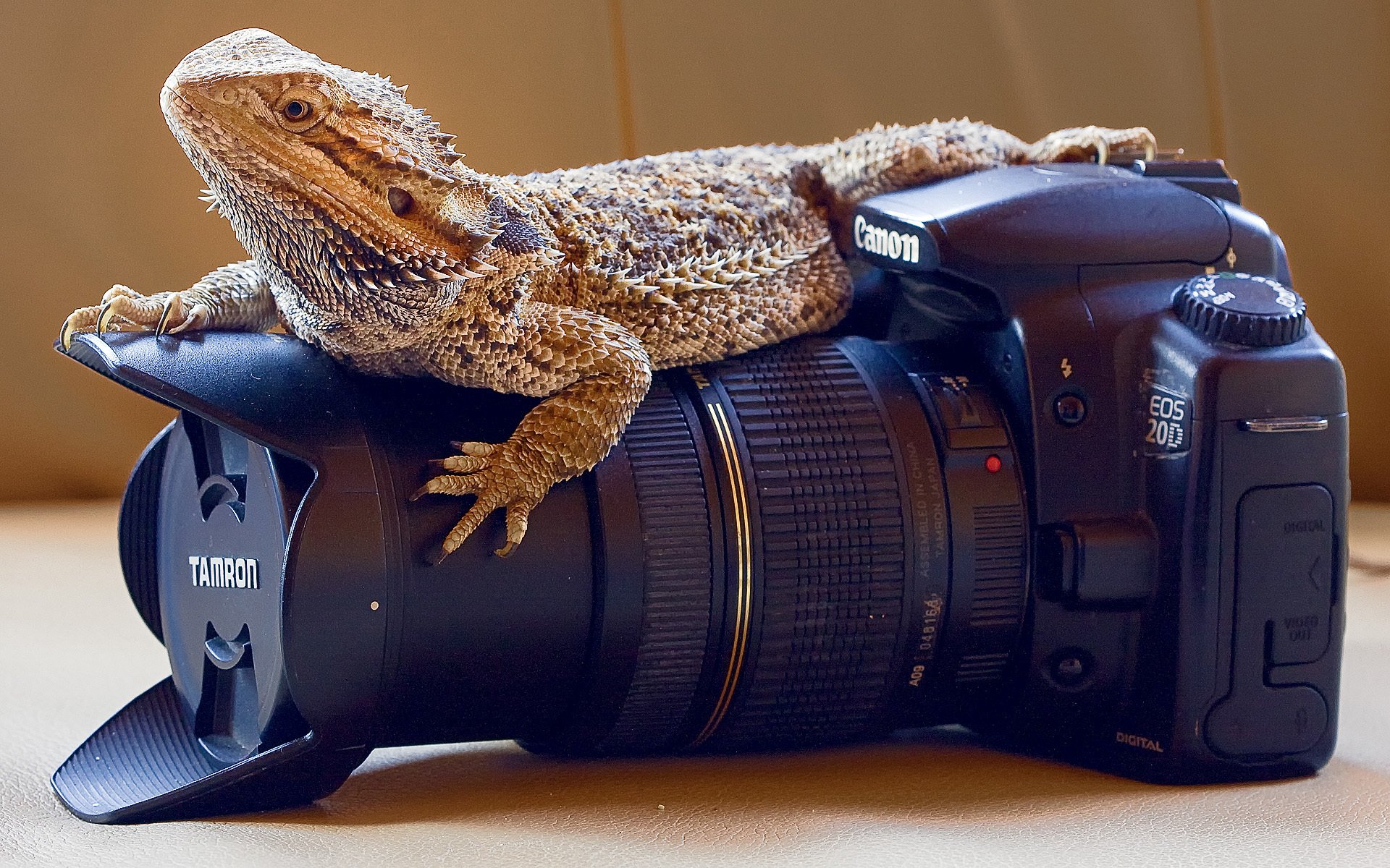 cámara profesional reptiles