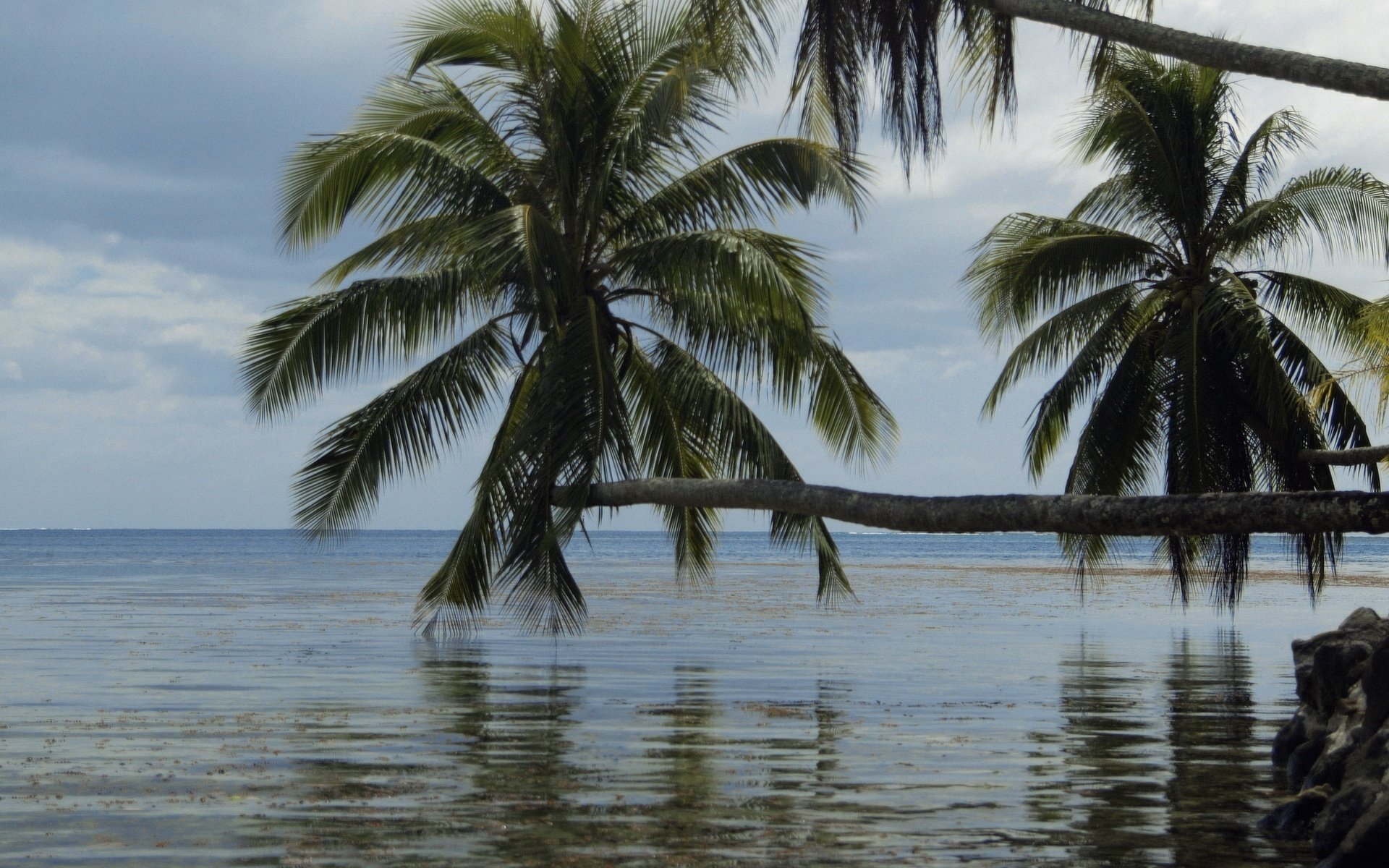 palm trees over water shadows waves water sky palm trees sea islands tropics nature landscape horizon coast summer heat paradise heat clouds view