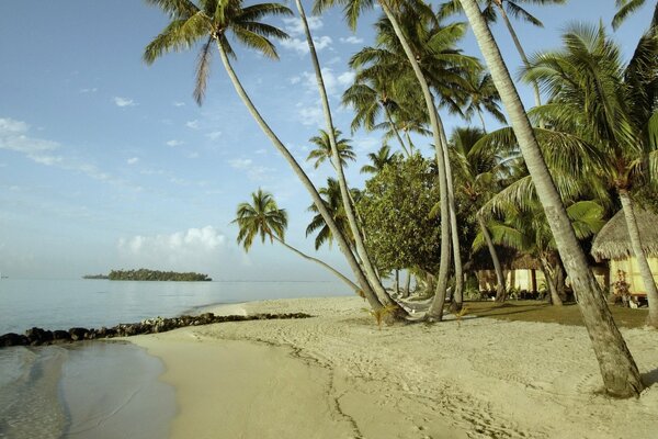 Sandy beach landscape with palm trees