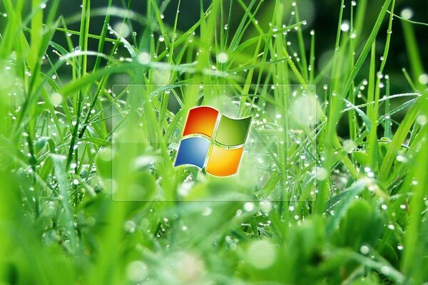 Windows logo with grass and dew