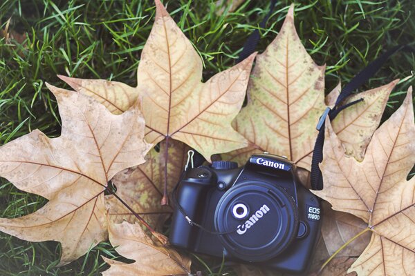 Canon camera on yellow maple leaves