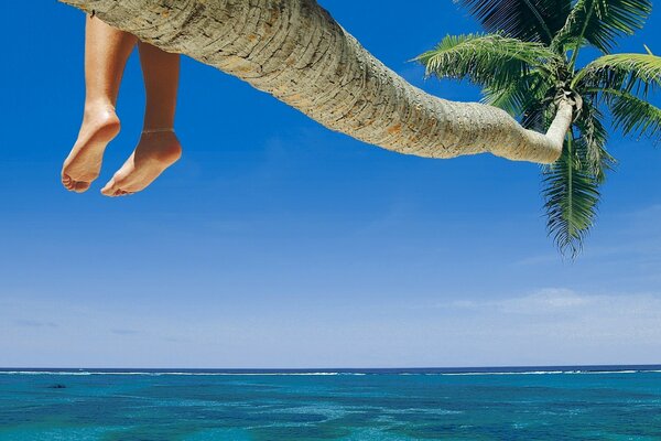 Weibliche Beine hängen von einer Palme über dem Meer