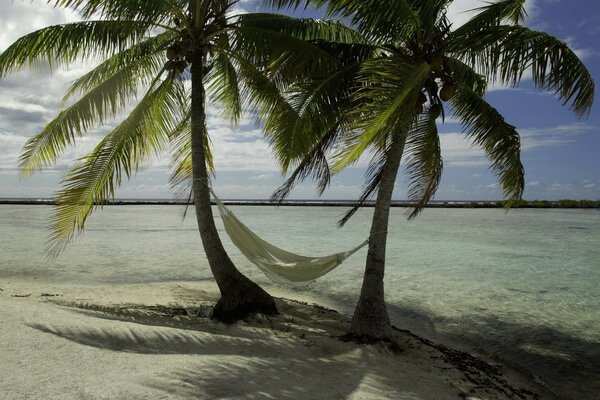 Niesamowity krajobraz dwóch Palm nad oceanem