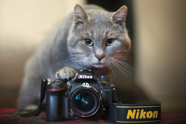 Graue Katze mit weißem Schnurrbart mit Nikkon-Kamera