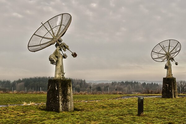 Campo con antenne sullo sfondo di una fitta foresta