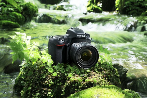 Erba verde, acqua. fotocamera sullo sfondo dell acqua