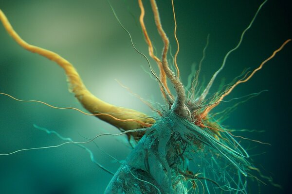 Root fibers in blue