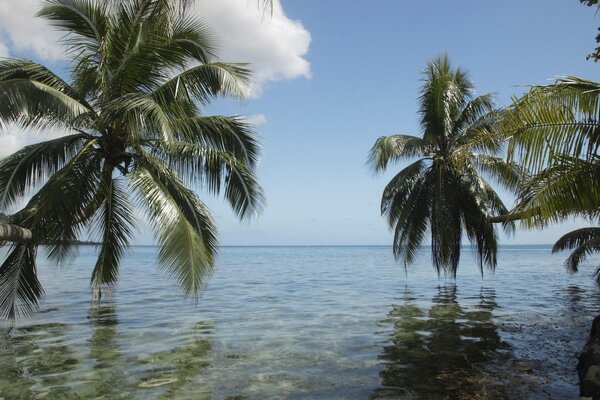 Isola tropicale nell oceano con palme sopra l acqua, cielo sereno e sole