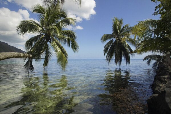 Odbicie w wodzie oceanu Palm
