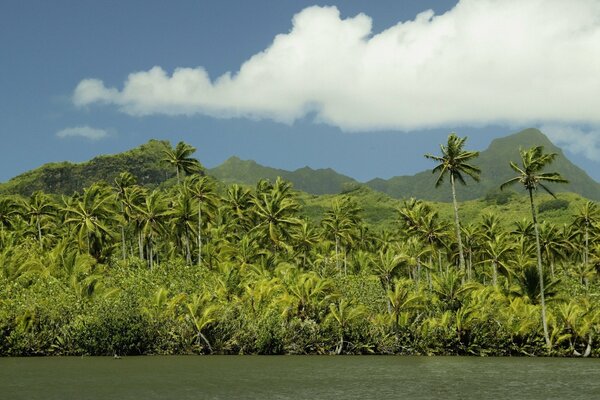 Reiche Vegetation auf einer Insel im Ozean