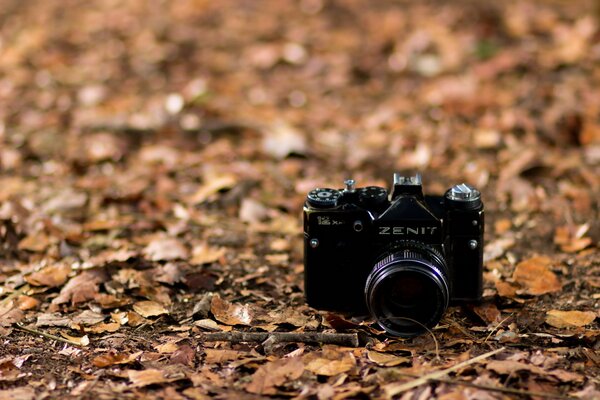 Marco foto fotocamera Zenit in foglie