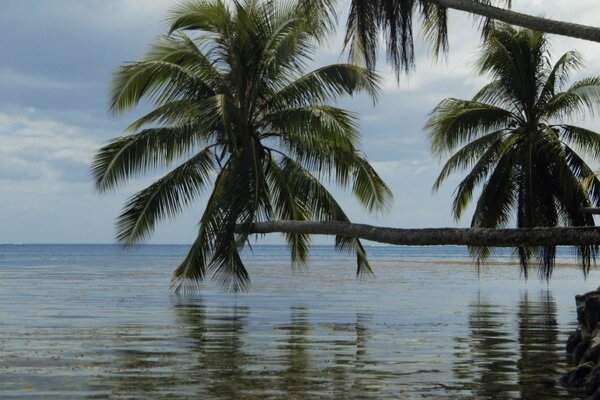 Les palmiers se penchent sur les eaux de l océan