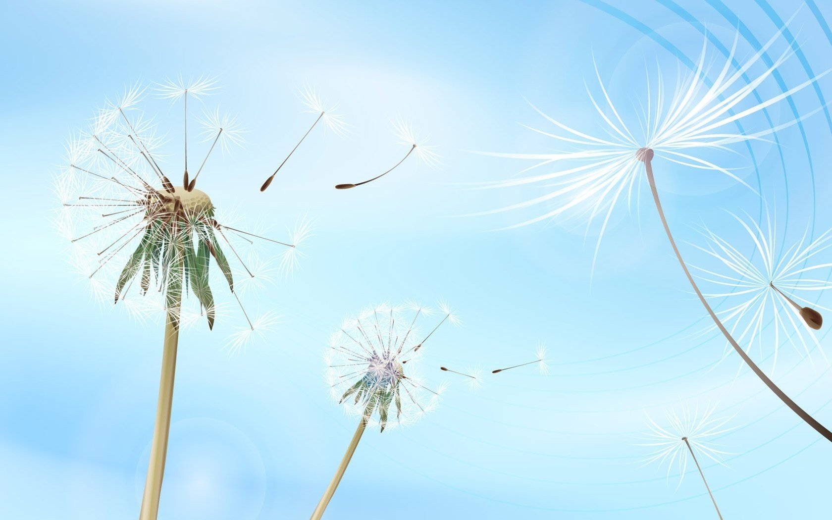 bushy plant dandelion the sky