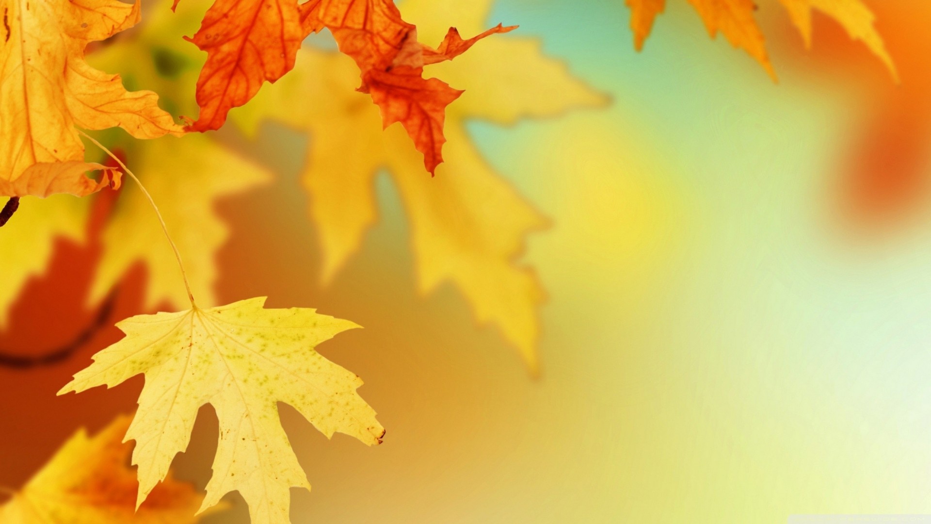 autumn sheet 3d