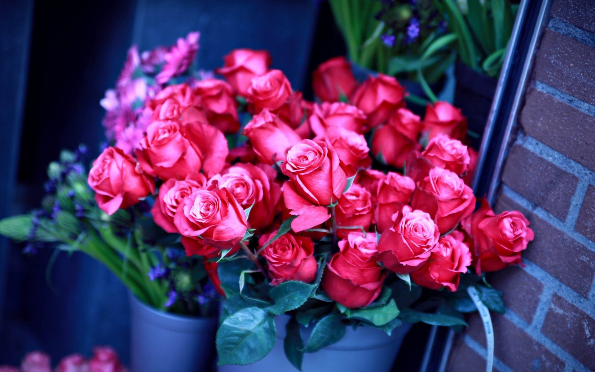 rosas pequeñas crecen en maceta colores delicados flores ramo rosas