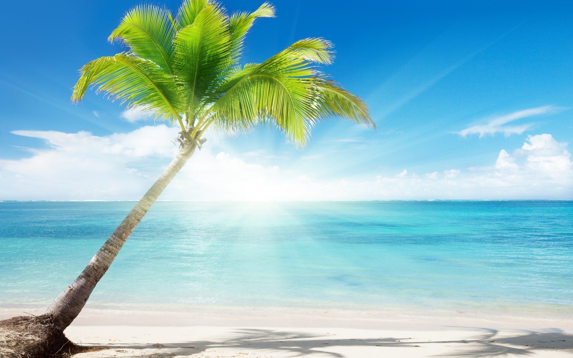 heyday lonely beauty palm tree beach water sky palm trees rays sun summer heat heat paradise islands tropics coast ocean horizon surf cloud