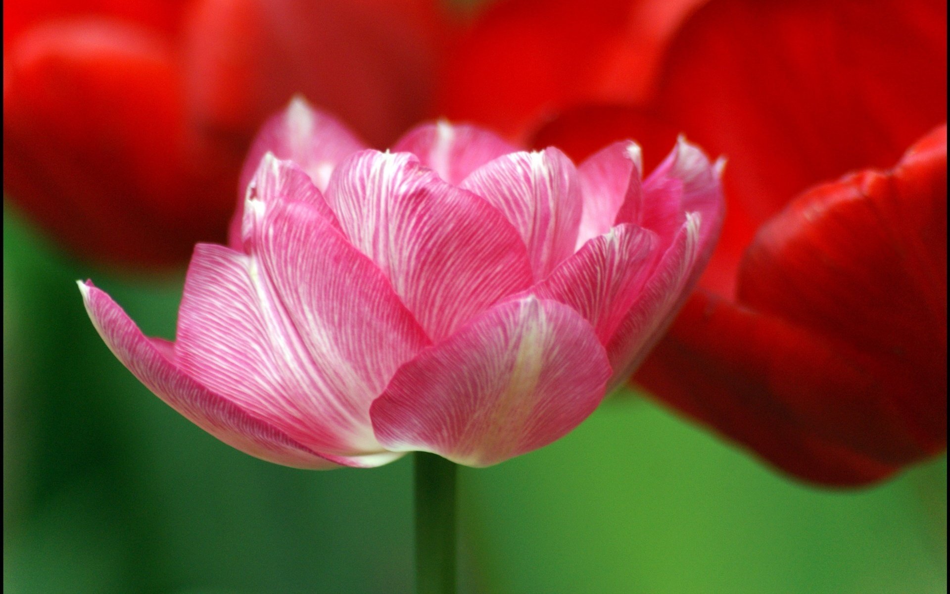 petalo rosa vene bianche fiori tulipani macro