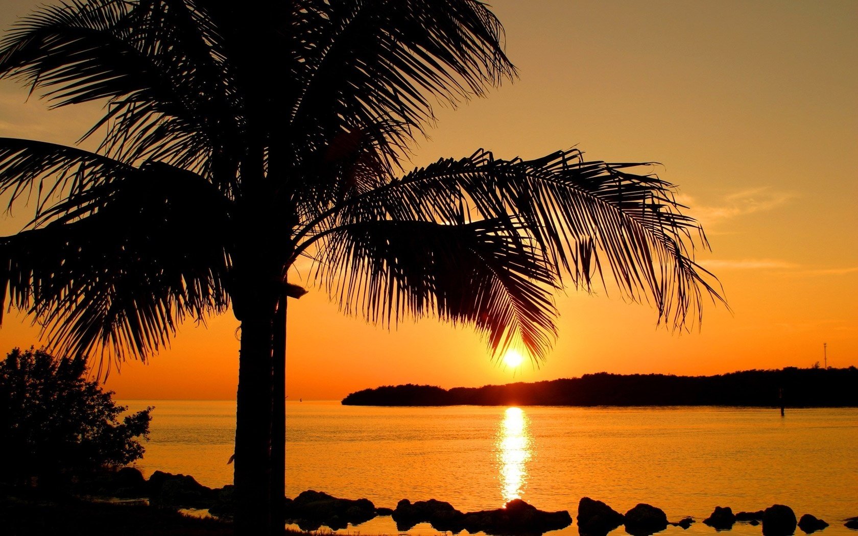 lush branches sunset lonely tree water palma stones island sea resort tropics path on the water the sun the evening landscape nature