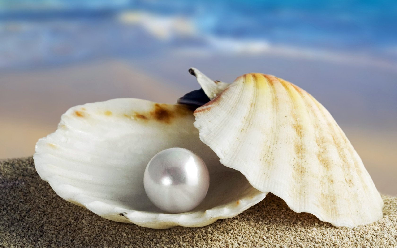 jewel of the ocean shell pearl jewelry macro sea