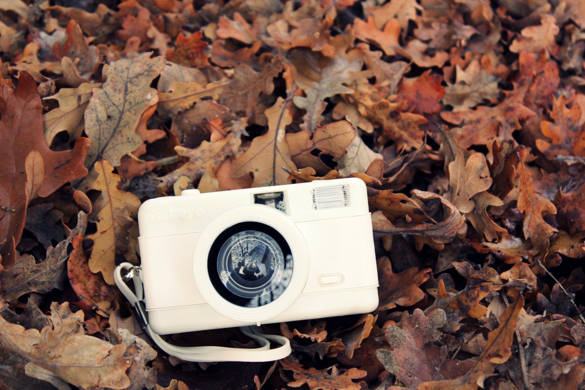 appareil photo appareil photo blanc feuilles automne