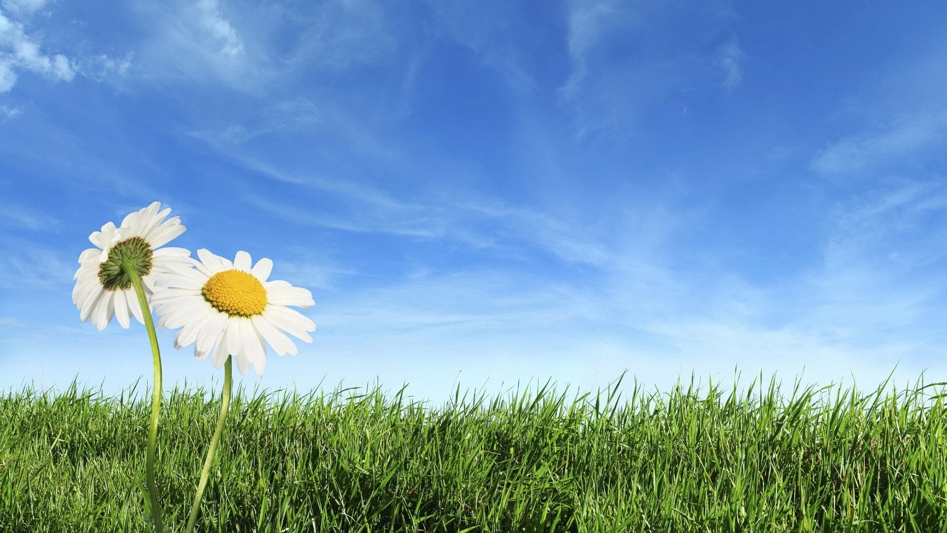 flowers field chamomile green grass the sky serenity grass greens freshness clouds positive green horizon