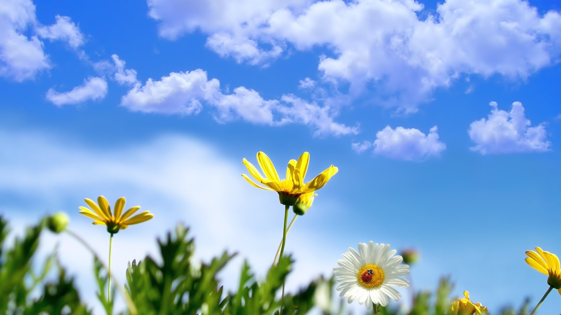 pétales jaunes fleurs fleurs marguerites blanches ciel